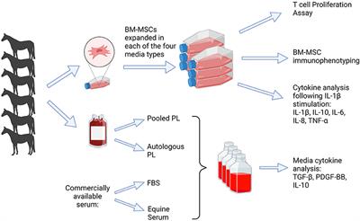 Comparing the immunomodulatory properties of equine BM-MSCs culture expanded in autologous platelet lysate, pooled platelet lysate, equine serum and fetal bovine serum supplemented culture media